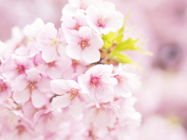 学校訪問会＋採用説明会のお知らせ